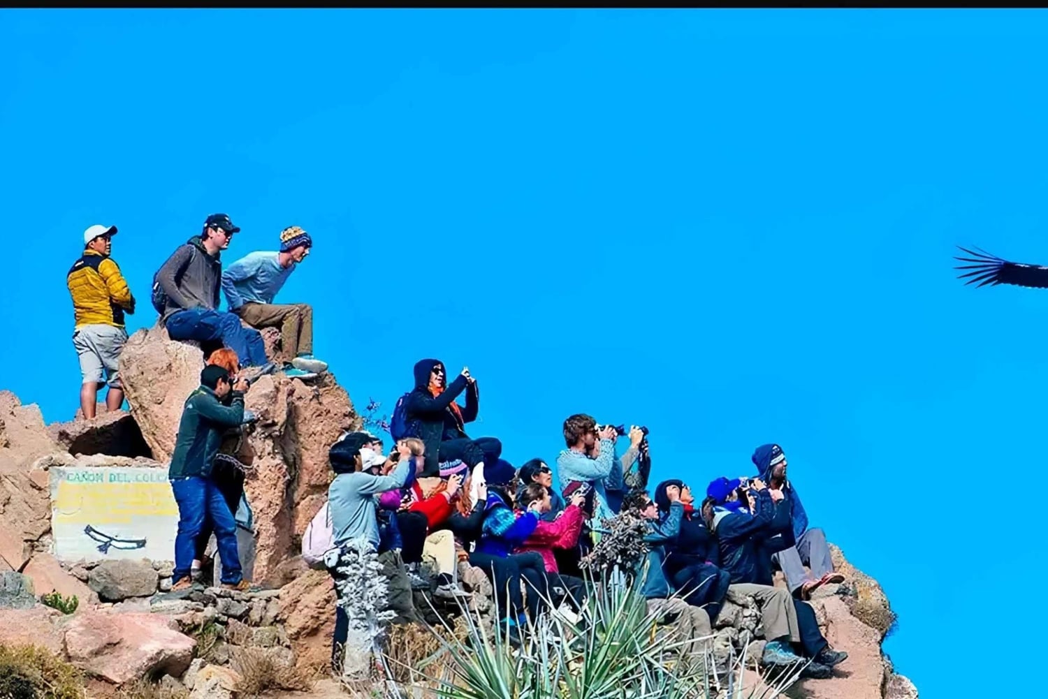 Arequipa : excursion d'une journée au canyon de Colca, aller-retour depuis Arequipa