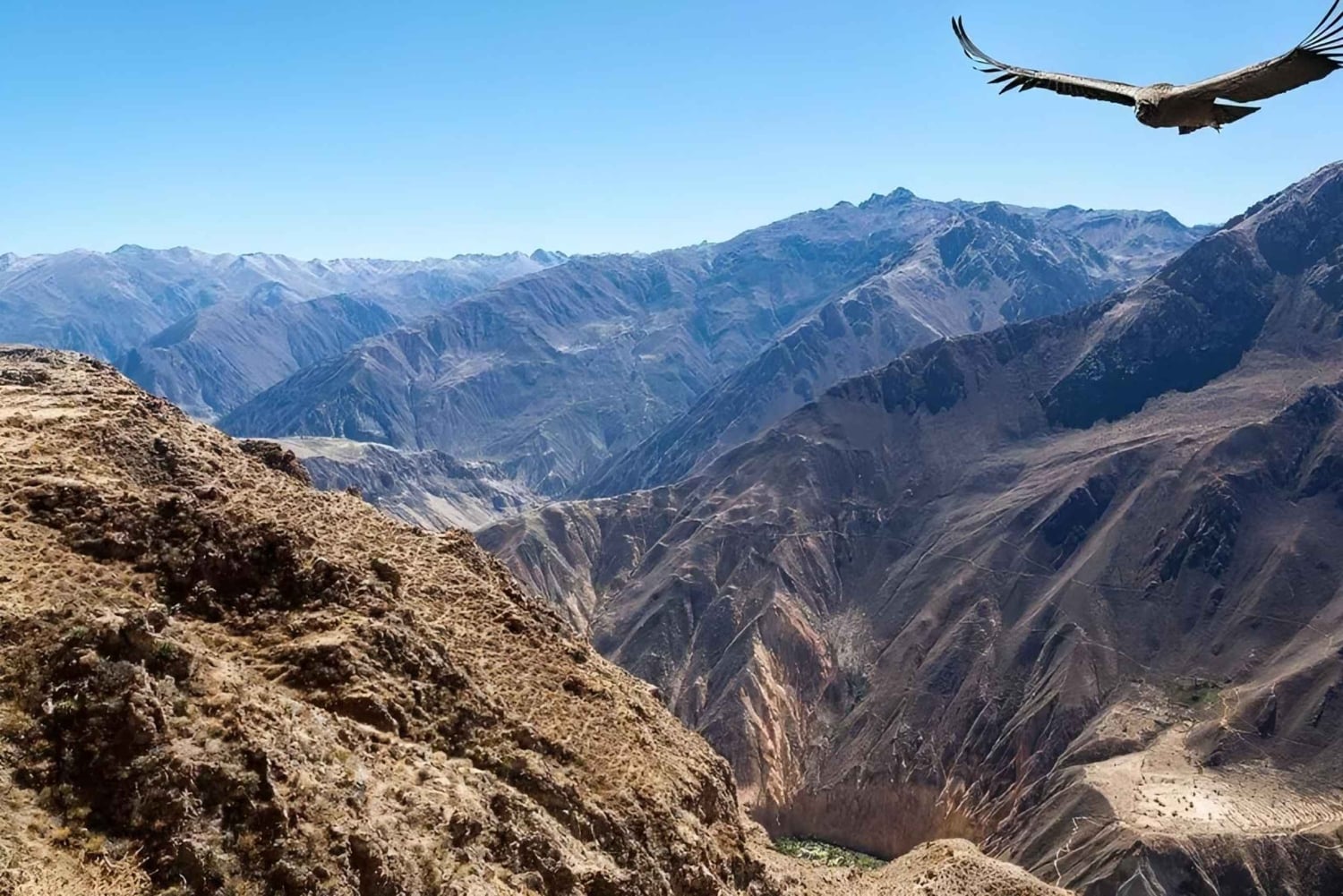 Arequipa : excursion d'une journée au canyon de Colca, aller-retour depuis Arequipa