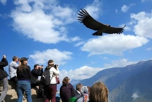 Arequipa : excursion d'une journée au canyon de Colca, aller-retour depuis Arequipa