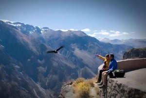 Arequipa : excursion d'une journée au canyon de Colca, aller-retour depuis Arequipa