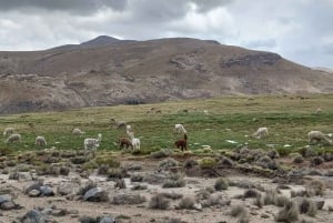 Арекипа: Полнодневная экскурсия на соленое озеро Салинас