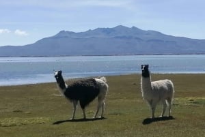 Арекипа: Полнодневная экскурсия на соленое озеро Салинас