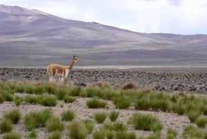 アレキパコルカキャニオン終日＋昼食＋プーノへ移動