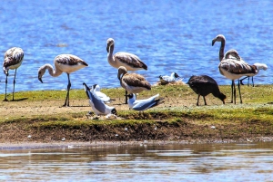 アレキパコルカキャニオン終日＋昼食＋プーノへ移動