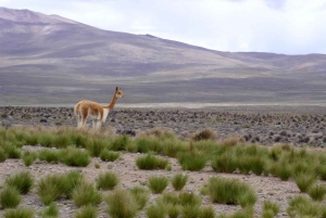 Arequipa: Fullday Colca Canyon + Lunch + Transfer to Puno