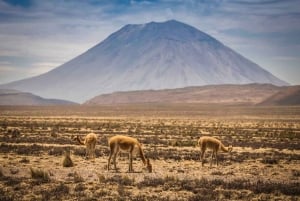 Arequipa: Misti Volcano Trek and City Walking Tour