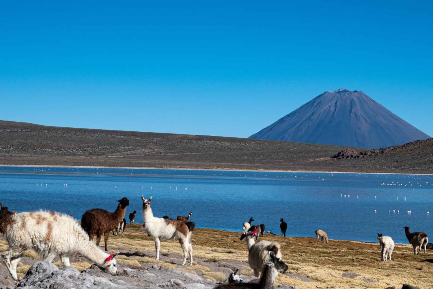 Arequipa: Laguna Salinas i wycieczka po mieście z przejazdem 4x4
