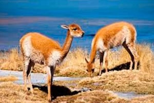 Arequipa: Laguna Salinas i wycieczka po mieście z przejazdem 4x4