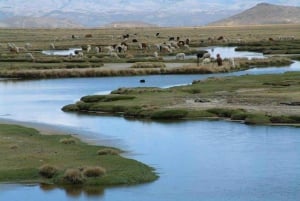 Arequipa: Excursão à Lagoa de Salinas Preço promocional