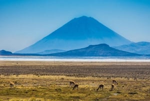 Arequipa: Excursão à Lagoa de Salinas Preço promocional