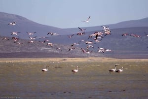 Arequipa: Excursão à Lagoa de Salinas Preço promocional