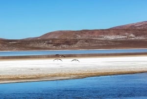 Arequipa: Salinas-saltsletterne, laguner og byrundtur