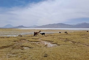 Arequipa: Sillar-ruten, steinbrudd + Culebrillas-vandring