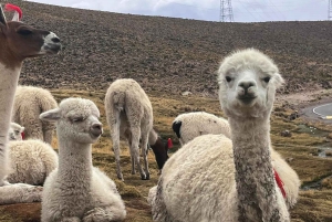 Arequipa: trekking al Cañón del Colca 2 días/1 noche
