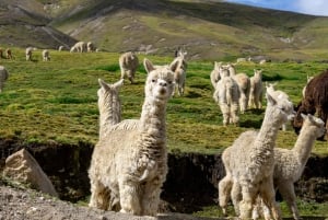 Ausangate: Turismo astronómico en 2 Días