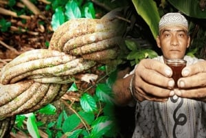 Ayahuasca Ceremony 1 Day in Cusco