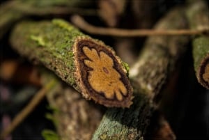 Ayahuasca Ceremony 1 Day in Cusco