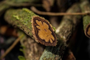 Ayahuasca Three Days