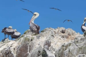 Ballestas-Huacachina oase og overflyvning i Nasca fra Lima