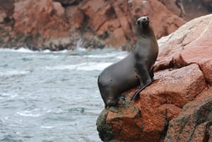 Ballestas-Huacachina oase og overflyvning i Nasca fra Lima