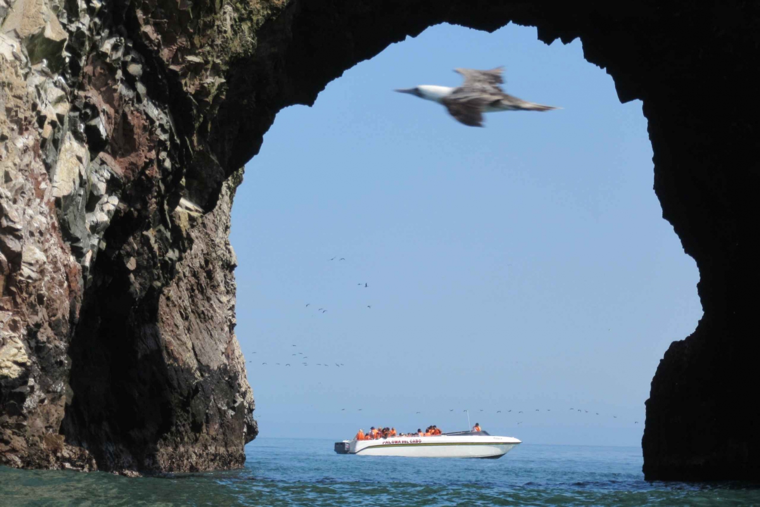 Ballestas Islands: Boat Excursion Shared Tour