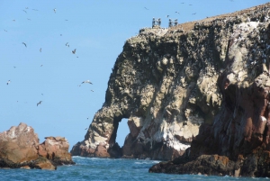 Ballestas Islands: Boat Excursion Shared Tour