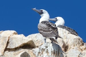 Ballestas Islands from Pisco - CRUISESHIP TERMINAL