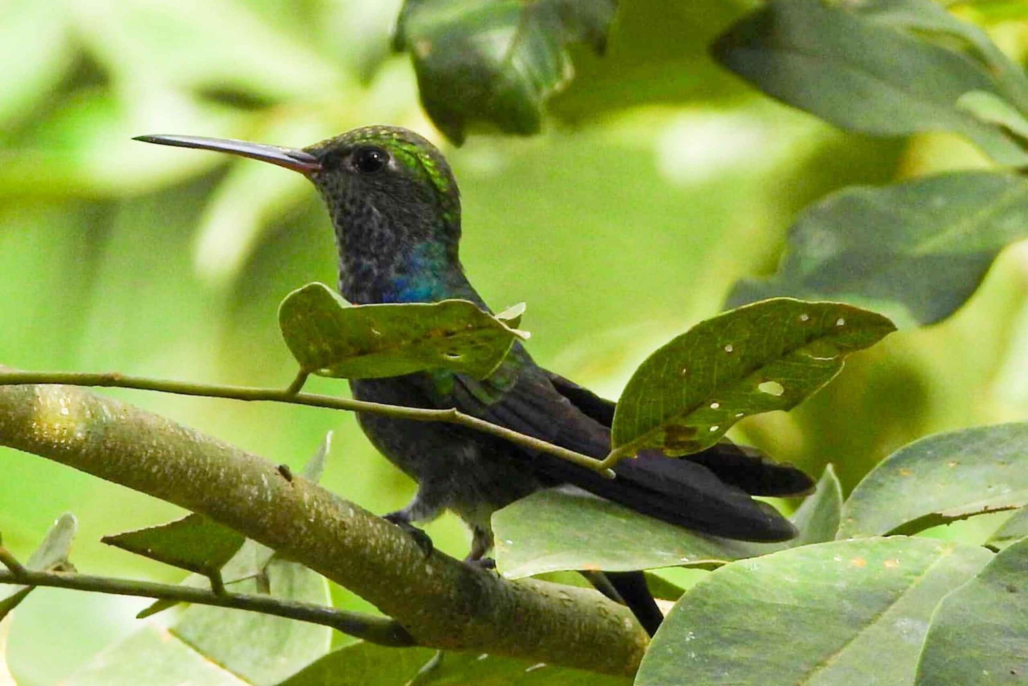 Birdwatching excursion 1.5 hours Tambopata Corridor