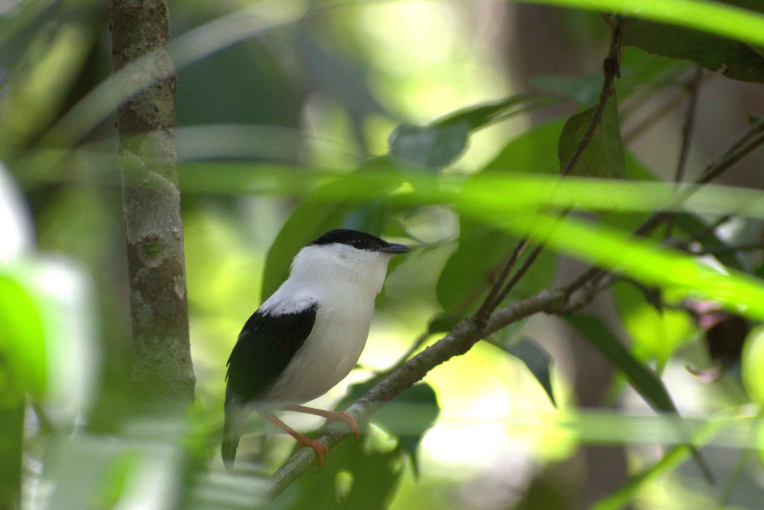 Birdwatching excursion 1.5 hours Tambopata Corridor