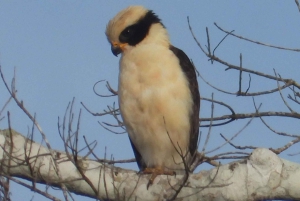 Birdwatching excursion 1.5 hours Tambopata Corridor