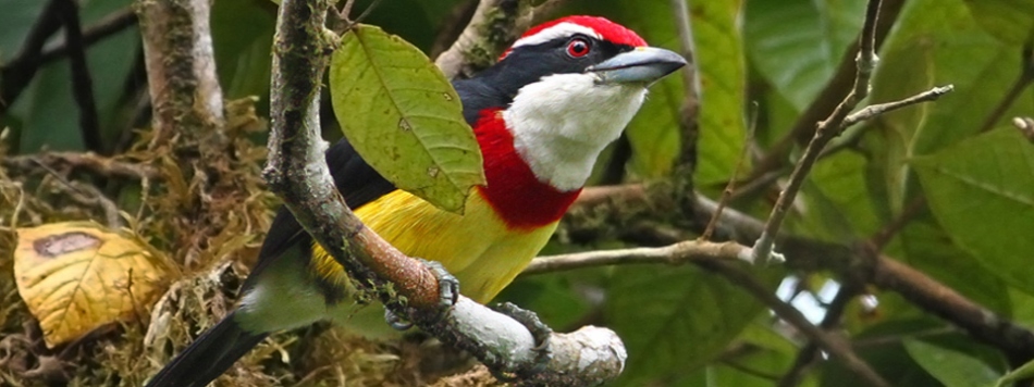 Birdwatching in Peru