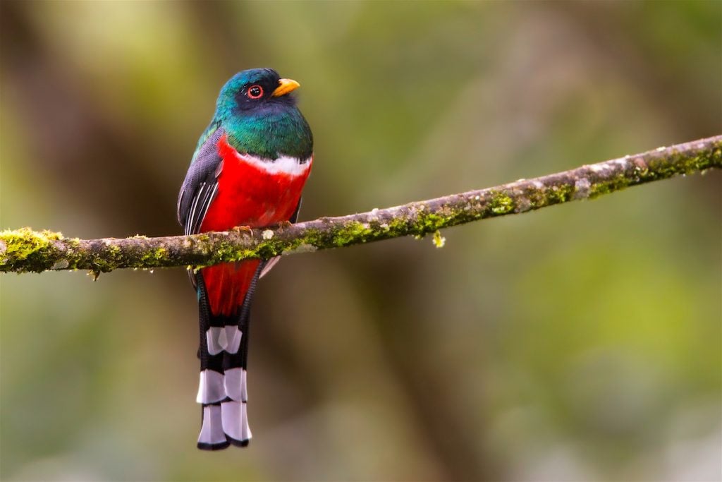 Birdwatching in Peru