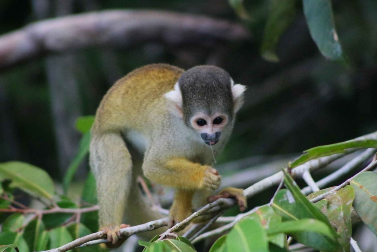 Expedição de barco pelo rio Tambopata