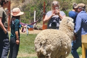 Ônibus Puno Cusco com almoço buffet
