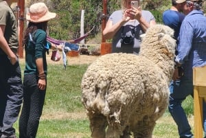 Bus Puno Cusco with Buffet Lunch