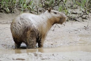 CAIMAN AND CAPIBARA SEARCH ON THE TAMBOPATA RIVER