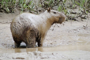 Kaimaanit ja capibarat etsivät Tambopata-joen varrella.