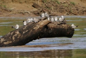 Kaaimannen en capibara's zoeken op de Tambopata rivier