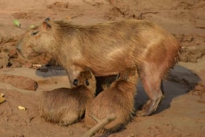 Caimanes y capibaras buscan en el río Tambopata