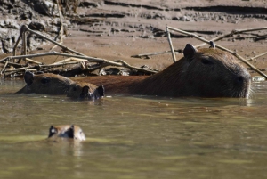 Kaimaanit ja capibarat etsivät Tambopata-joen varrella.