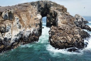 Callao: Uiminen merileijonien kanssa Palomino-saarten veneretki