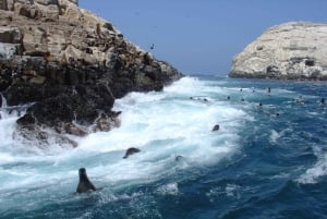 Callao: Uiminen merileijonien kanssa Palomino-saarten veneretki