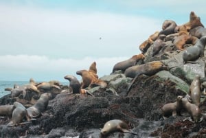 Callao: Svømming med sjøløvene Båttur på Palominoøyene