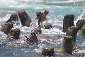 Callao: Nuoto con i leoni marini Tour in barca delle Isole Palomino