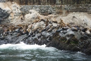 Callao: Simma med sjölejon Båttur till Palominoöarna