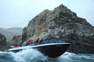 Callao: tour en barco y baño con leones marinos Islas Palomino