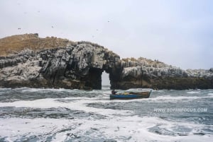 Callao: Nuoto con i leoni marini Tour in barca delle Isole Palomino