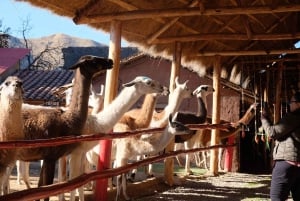 Besøg i kamelcenter i Cusco: Alpacaer, kultur og vævning