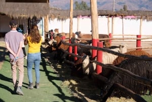 Besøg i kamelcenter i Cusco: Alpacaer, kultur og vævning