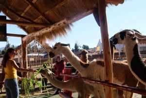 Besøg i kamelcenter i Cusco: Alpacaer, kultur og vævning